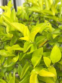 Close-up of fresh green plants