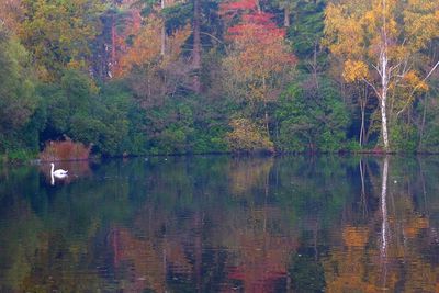 Reflection of trees in pond