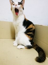 Close-up of cat yawning