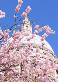 Low angle view of cherry blossom