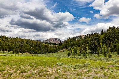 Pine trees in forest against sky