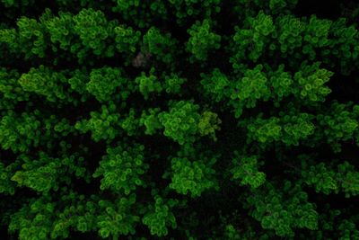 Full frame shot of green plants