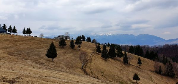 Panoramic shot of trees on field against sky