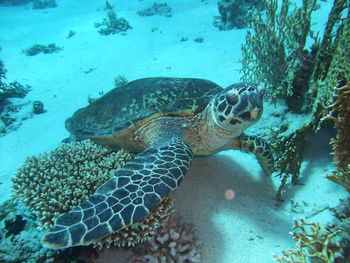 Turtle swimming in sea