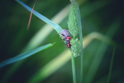Close-up of damselfly on plant