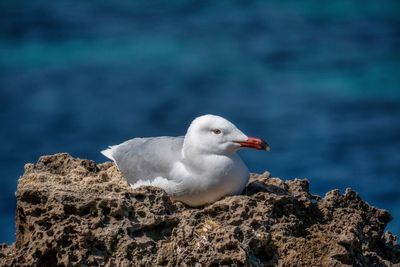 Seagull perching on rock