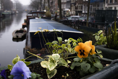 Close-up of flowering plants by canal