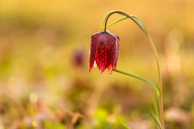 Close-up of plant