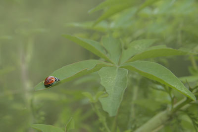 Close-up of insect on plant