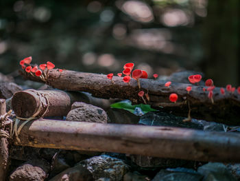 Close-up of red berries on field