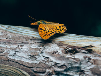 Close-up of butterfly on wood