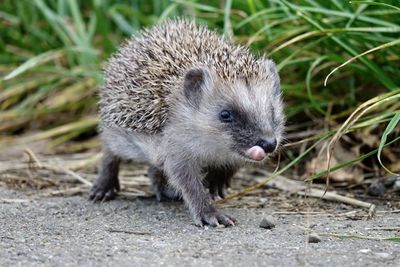 Close-up of an animal on land