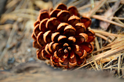 Close-up of pine cones