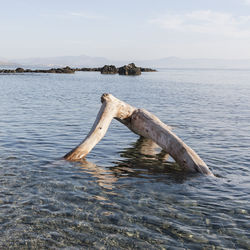 View of driftwood in sea