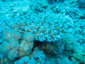 View of fish underwater