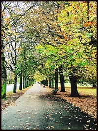 Footpath amidst trees in park