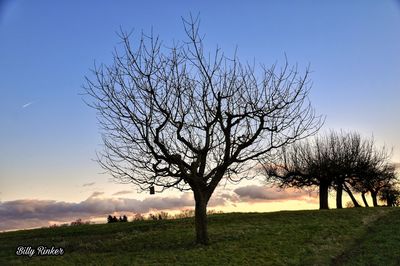 Bare tree on field against sky