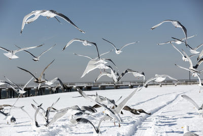 Birds flying above snowcapped field during winter