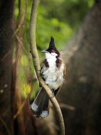 Close-up of bird perching on branch