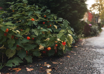 Close-up of flowering plants on street