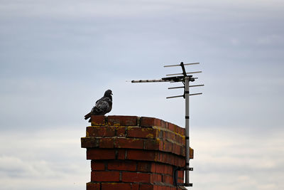 Low angle view of bird perching on roof against sky