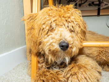 Close-up portrait of a dog at home