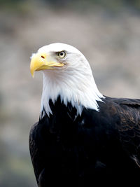 Close-up of eagle perching outdoors