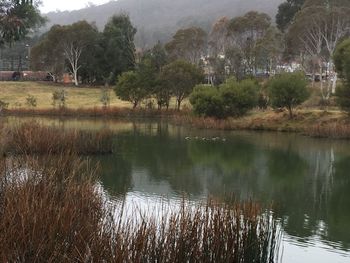 Scenic view of lake by trees