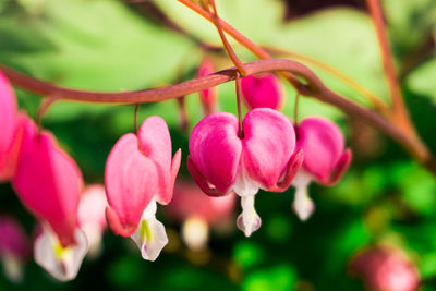 Close-up of pink flowering plant