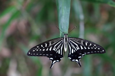 Butterfly on leaf