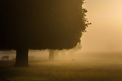 Trees on field against sky during foggy weather