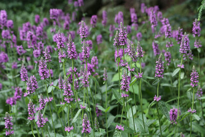 Close-up of purple flowering plants in park