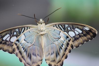 Close-up of butterfly