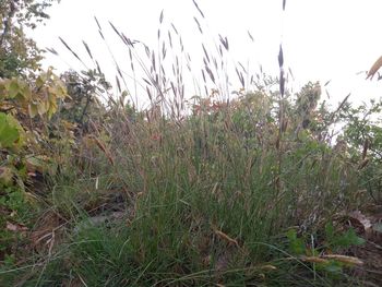 Plants growing on field against sky