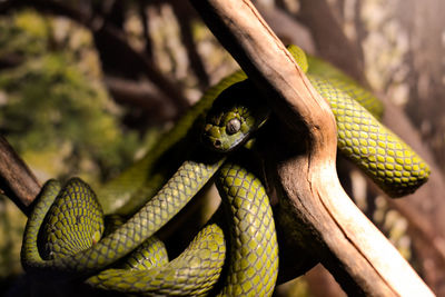 Close-up of lizard on tree