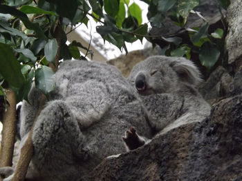 Close-up of sheep sitting on tree