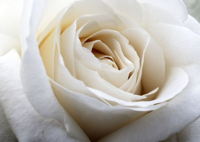 Close-up of white rose