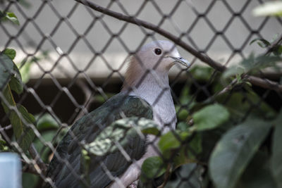 Close-up of bird in cage