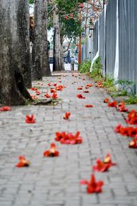 View of red leaves on footpath