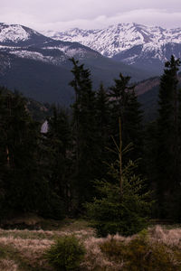 Pine trees on snowcapped mountains against sky