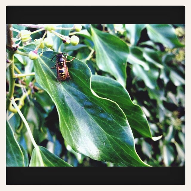 transfer print, animal themes, insect, animals in the wild, wildlife, one animal, auto post production filter, leaf, green color, close-up, plant, nature, growth, selective focus, day, outdoors, zoology, beauty in nature, no people, two animals