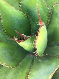 Close-up of prickly pear cactus