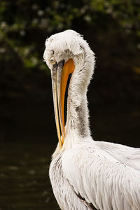 Close-up of pelican