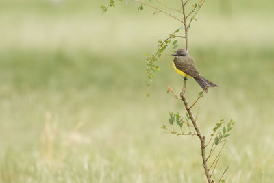 Bird perching on a branch