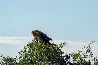 Low angle view of bird perching on plant against sky