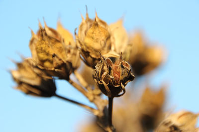 Close-up of flower against sky