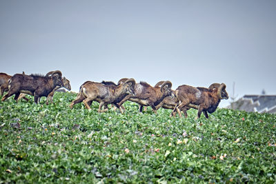 View of sheep on field