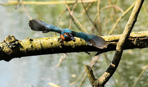 Close-up of bird perching on branch