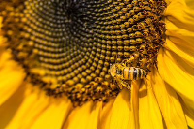 Close-up of bee pollinating on sunflower