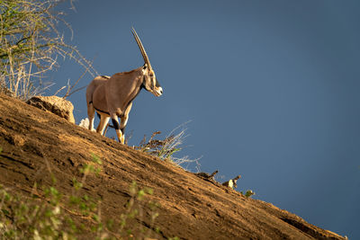 Gemsbok stands on rocky ridge turning head